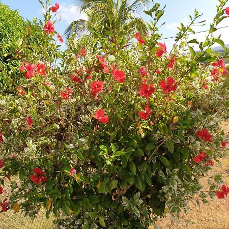 Villa Soleil Dz Baillif Bagian luar foto